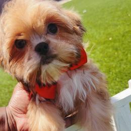 Robin - Red male Shih Tzu puppy in San Tan Valley, Arizona from Pretty Paws Shih Tzu's
