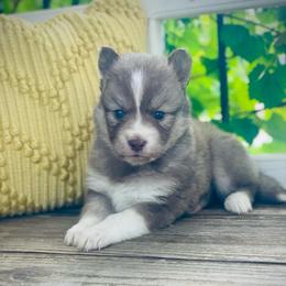 Turks (Pet Only Contract) - Red and white male Pomsky puppy in Greenville, South Carolina from Thicketty Mountain Pomskies
