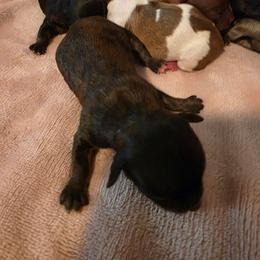 Brindle - Chocolate sabled fawn female Chihuahua puppy in Clarksville, Indiana from Fabulous little paws