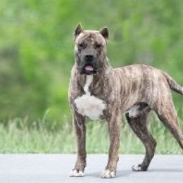 Ch Falcor de Rey Gladiador - Perro de Presa Canario
