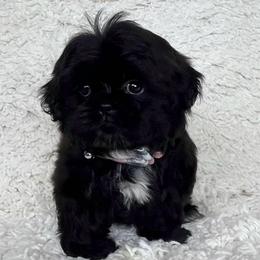 AKC Shadow - Black male Shih Tzu puppy in Greenville, South Carolina from Babyface Shih Tzu
