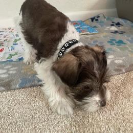 Woody - Parti male Miniature Schnauzer puppy in Anthony, Florida from Amanda Tragash