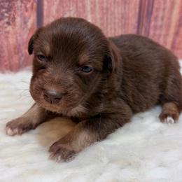 Cheer Bear - Pink Collar - Red & white female Australian Shepherd puppy in San Marcos, California from Faith Family Freedom Farm