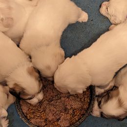 Great Pyrenees Puppies from Duck Creek Poultry Place & Wilson's Waterfowl