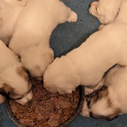 Great Pyrenees Puppies from Duck Creek Poultry Place & Wilson's Waterfowl