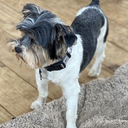 Rottweilers and Yorkshire Terriers from TK Yorkies & Rotties