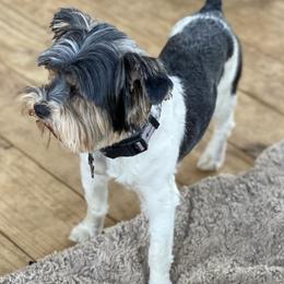 Rottweilers and Yorkshire Terriers from TK Yorkies & Rotties