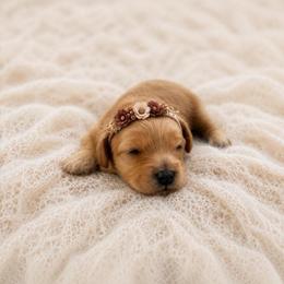 Honey - Apricot female Maltipoo puppy in St. George, Utah from Winchester Hills Poodles and Doodles