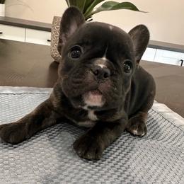 Chocolate - Liver female French Bulldog puppy in Smithfield, North Carolina from Roughneck Frenchies