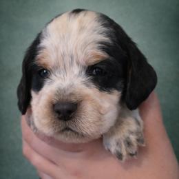 Fantasy - Tri-Roan female English Springer Spaniel puppy in Florida from Thunderbird Springers
