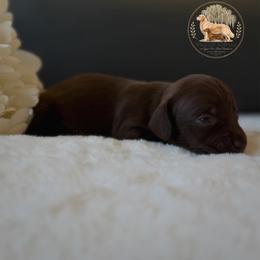 Faith(Miss waffles) - Chocolate female Dachshund puppy in Lumber City, Georgia from Willow Run LLC