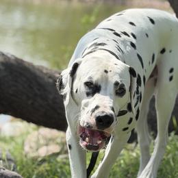 Dalmatians from Lauren Allen