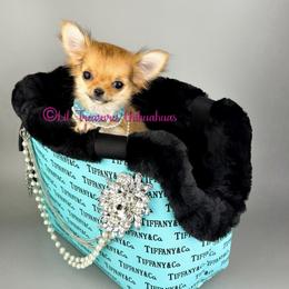 Tiny Harley Quinn - Sable spotted white female Chihuahua puppy in Anderson, South Carolina from Lil Treasures Chihuahuas