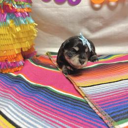 Sable - Black female Miniature Schnauzer puppy in Huntington, Utah from Schnauzers on Robinson Lane