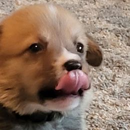 Pembroke Welsh Corgis from Susan's Corgi Kingdom