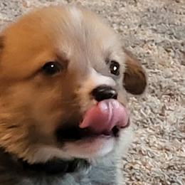 Pembroke Welsh Corgis from Susan's Corgi Kingdom
