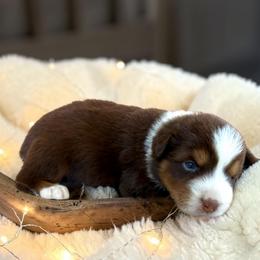 Clifford - Red tri-color male Australian Shepherd puppy in Statesville, North Carolina from Charming Australian Shepherds