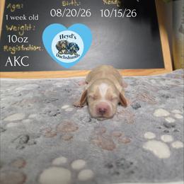 Hercules - Cream male Dachshund puppy in Hoquiam, Washington from Heyd's Mini Dachshunds