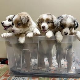 Miniature Australian Shepherd puppies from Rounvale