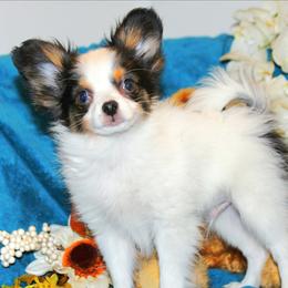 Chai - White black and tan male Papillon puppy in Neosho, Missouri from Ms. Barbs Puppies