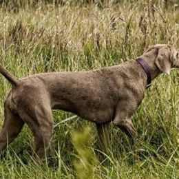 Weimaraners from Ringneck Wranglr Kennel