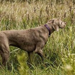 Weimaraners from Ringneck Wranglr Kennel