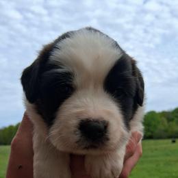 Ruthie - Brown and white female Saint Bernard puppy in Kinsman, Ohio from Coleman Saint Bernards of Ohio