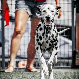 Dalmatians from CCX Rock'N'Spark Dalmatians