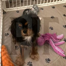 Cavalier King Charles Spaniel puppies from Pay it Forwood