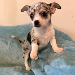 Louis AKC - Blue merle male Chihuahua puppy in Seneca, Missouri from Stephanie’s Puppy Colony