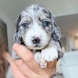 Zoltan - Dapple male Dachshund puppy in Richmond, Virginia from Irresistible Dachshunds & Cavaliers