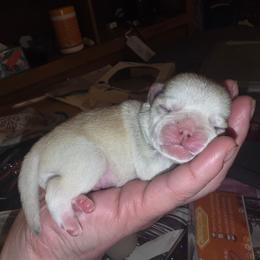 King Thelonious - White male Pug puppy in Spokane, Washington from Kapelac's Royal Pugs