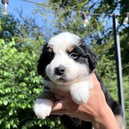 Flopsy - Black tri-color female Australian Shepherd puppy in Mckenzie, Tennessee from Whispering Iris Aussies