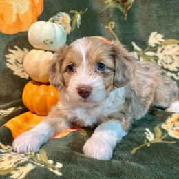 Aspen - Red merle female Aussiedoodle puppy in York, Pennsylvania from Puppies at The Happy Acre Farm