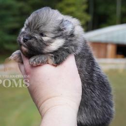 Teddy - Cream sable male Pomeranian puppy in Kingston, Georgia from Southern Charm Poms