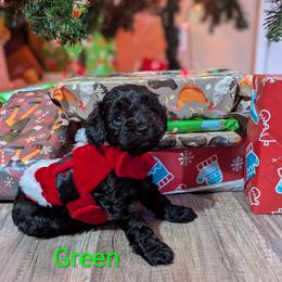 Green collar boy - Black male Cockapoo puppy in Middletown, Ohio from Blessed Chaos