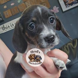Lily - Piebald female Dachshund puppy in Hoquiam, Washington from Heyd's Mini Dachshunds