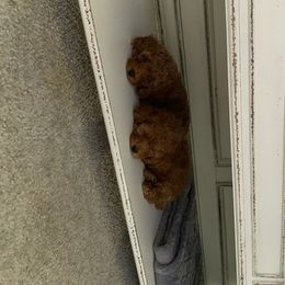 Poodle Puppies from Premier Poodle