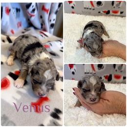 Venus - Blue merle female Aussiedoodle puppy in Republic, Missouri from Holland Hilltop Farm