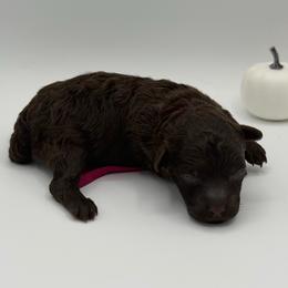 Twix - Brown female Poodle puppy in Southampton, New Jersey from Lavishly Loved Pets LLC