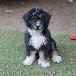 Girl 3 mittens - Tri-color female Bernedoodle puppy in Vancouver, Washington from Doo a Little Doodle