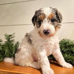 Lexie - female Australian Mountain Doodle puppy in South Jordan, Utah from Western Doodles Utah