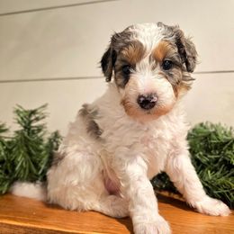 Lexie - female Australian Mountain Doodle puppy in South Jordan, Utah from Western Doodles Utah