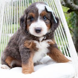 America - Blue merle female Bernedoodle puppy in Mount Pleasant, Tennessee from Amy Brewer