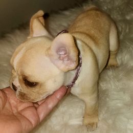 French Bulldog Puppies from Ma Chérie French Bulldogs