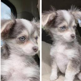 Jackson - Blue and white male Chihuahua puppy in Tyler, Texas from Fancy Pants Chihuahua’s