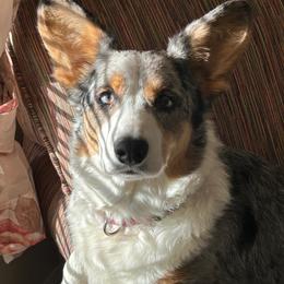 Cora - Cardigan Welsh Corgi
