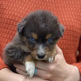 Chuck Norris - Red merle male Australian Shepherd puppy in Mocksville, North Carolina from Ewes2farm