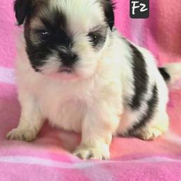 Girl 1 - Gold and white female Shih Tzu puppy in Sevierville, Tennessee from Ridgehaven Shih Tzus