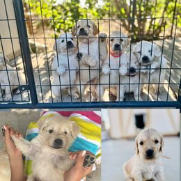 Golden Retriever Puppies from K5 Dog Services